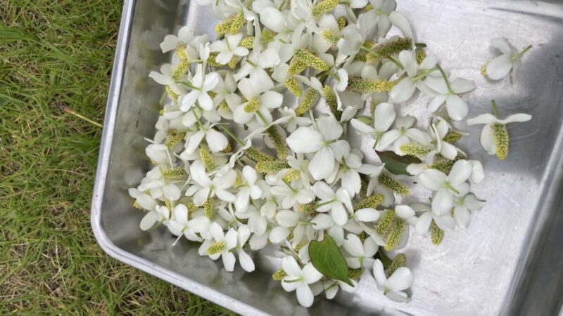 ドクダミの花